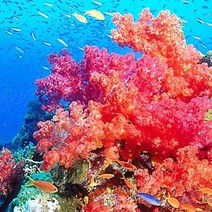 Meet your Posher, Audrey